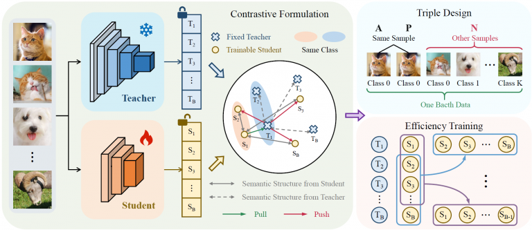 论文《CKD: Contrastive Knowledge Distillation from A Sample-Wise Perspective》被TIP2025录用
